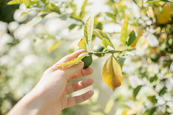12 Delicious Native Australian Ingredients to try at home.